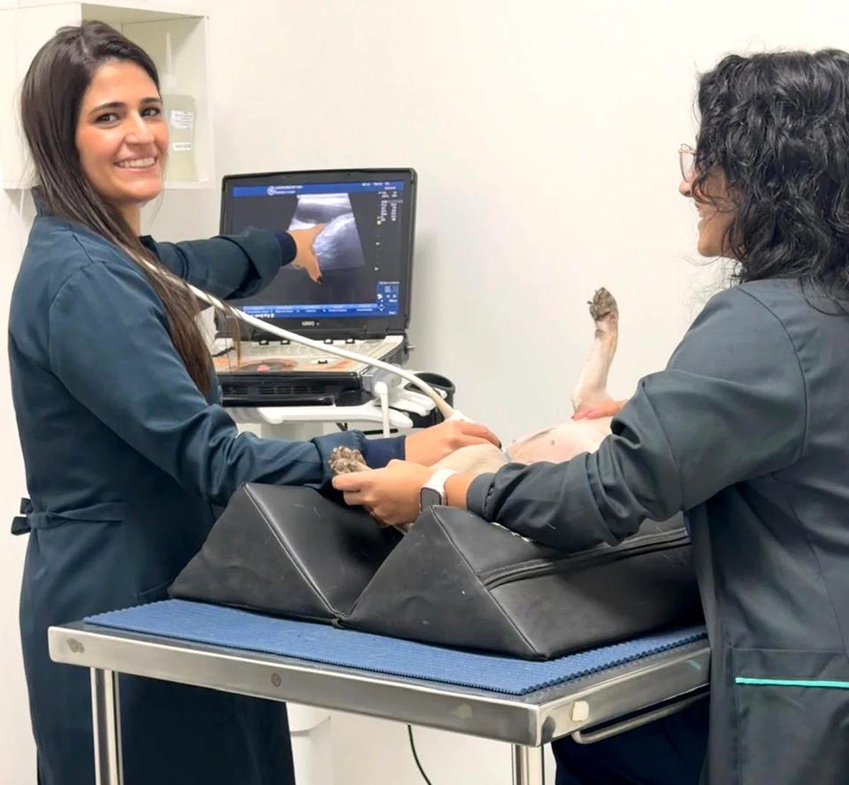 Dra. Julia realizando ultrassonografia veterinária em um pet